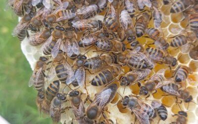 Apiculture : MAGASIN – Samedi 1er août –