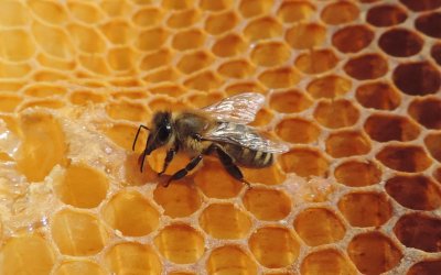 Apiculture : Sa. 30 mai – REUNION & MAGASIN