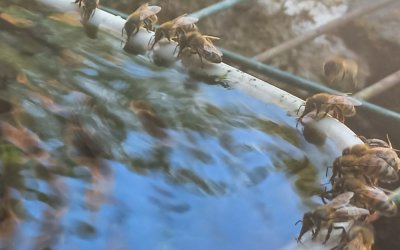 Apiculture :  REUNION et MAGASIN : LIVRAISON des COMMANDES – Sa. 4 juillet 2026 –